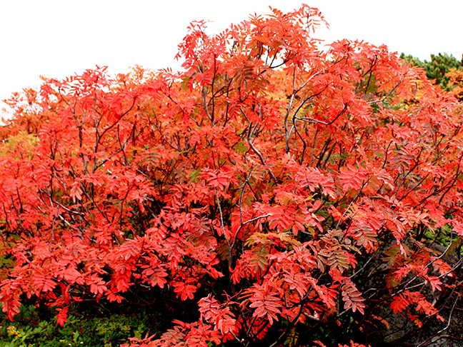 日本一早い紅葉