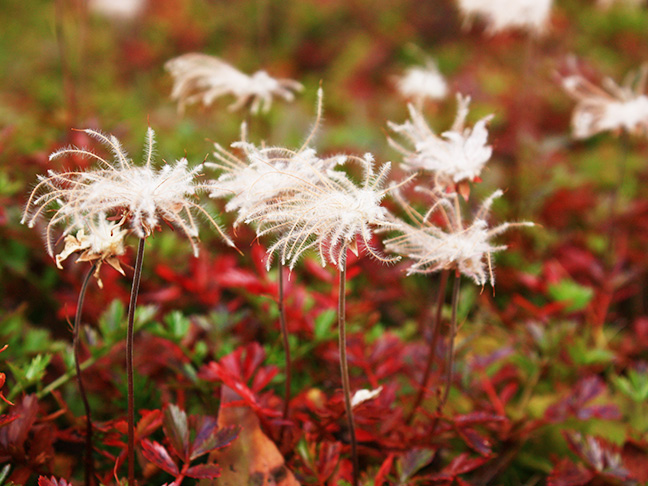 秋の植物～木の実と綿毛